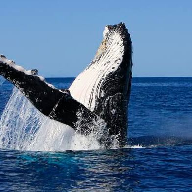  The authors found that whale song showed the same key statistical properties present in all known human languages.  (Source: Operation Cetaces)