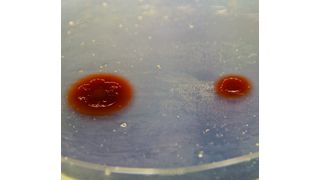 Abb. 1: Arbeitsteilende Bakterien (linke Kolonie) wachsen schneller als autarke Zellen (rechte Kolonie), die alle Aminosäuren selbst herstellen können. (Bild: Samay Pande, MPI chem. Ökol.)