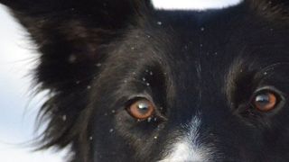 Mit dem kostenfreien „Collie“ sollen Anwender einen besseren Überblick über ihre Multi-Cloud-Landschaft erhalten. (Bild: gemeinfrei© SoloStar)