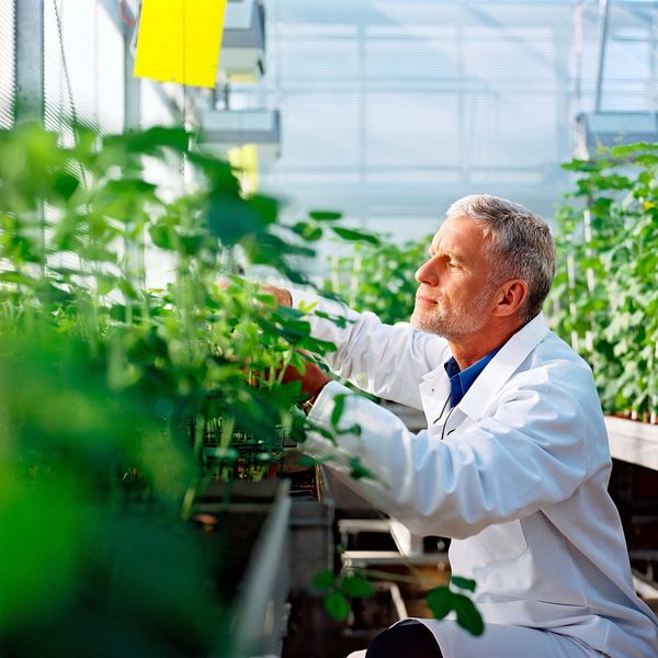Der BASF-Wirkstoff F 500 ist seit seiner Markteinführung besonders in Brasilien im Einsatz. Produkte mit F 500 helfen brasilianischen Sojabauern, eine verheerende Pilzkrankheit zu bekämpfen: den Asiatischen Sojabohnenrost. (Bild: BASF)