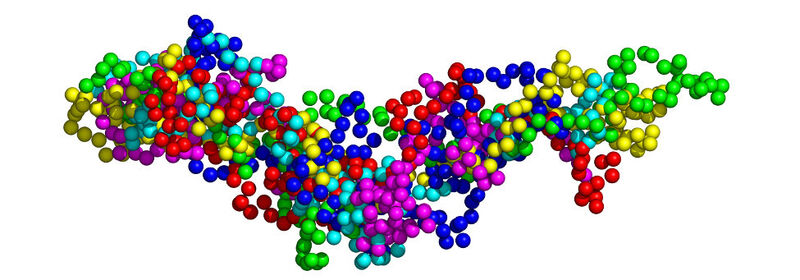 Die Abbildung zeigt eine Überlagerung von sechs möglichen Anordnungen des Basischen Myelinproteins. Jede Kugel steht für eine Aminosäure, die Farbe zeigt die Zugehörigkeit zu jeweils einem Proteinmolekül. Solche vereinfachten Strukturmodelle ermöglichten den Jülicher Forschern, die gemessenen Bewegungen den Bereichen des Proteins zuzuordnen. (Bild: Forschungszentrum Jülich)