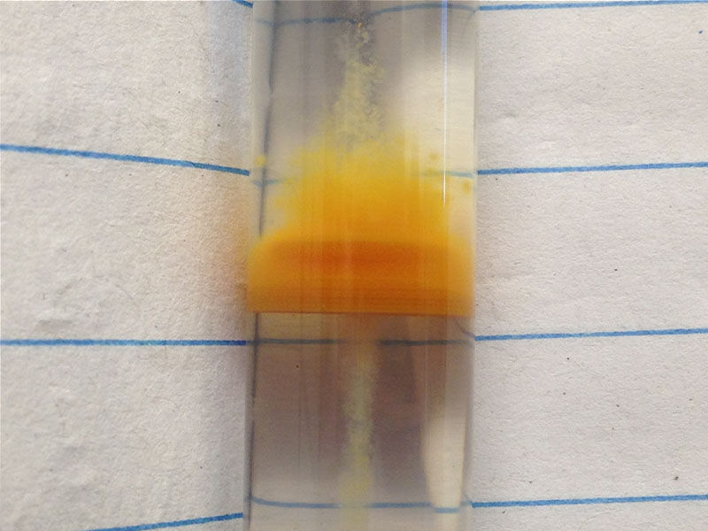 Gradient tube showing growth of iron oxidizing bacteria derived from rice roots. (Gretchen Dykes)