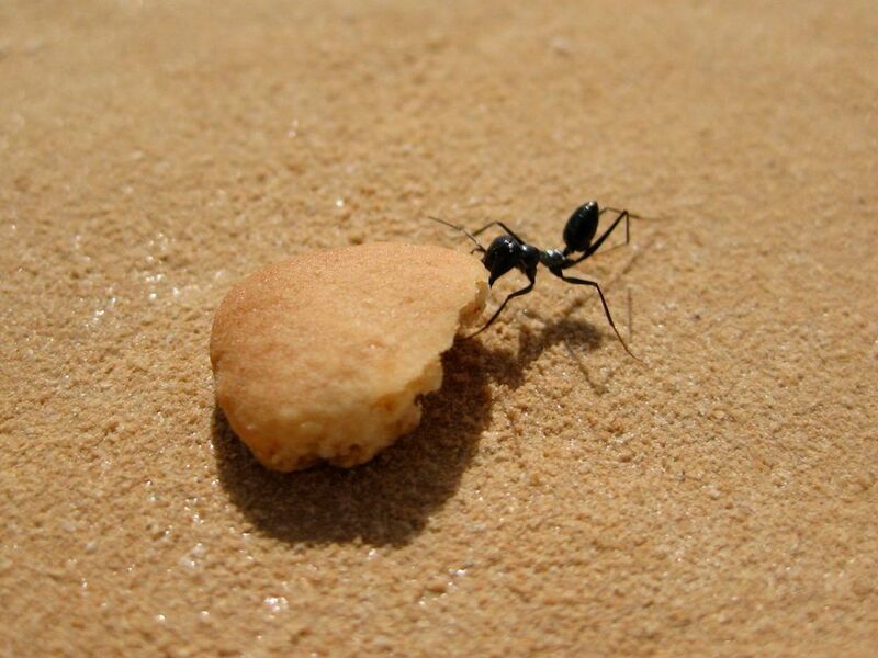 Eine Wüstenameise transportiert ein Keksstück. (Sarah Pfeffer)