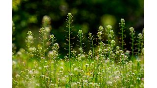 Als Modell für die Arbeiten der aktuellen Studie diente eine mit dem Hirtentäschel (im Bild) verwandte Art (Capsella rubella).  (Bild: © Victoria Moloman - stock.adobe.com)