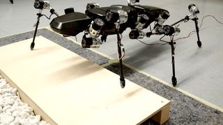 Elastische Gelenke und sechs Beine, die ähnlich wie bei einer Stabheuschrecke funktionieren: Das macht den Laufroboter Hector weltweit einmalig. (Universität Bielefeld)
