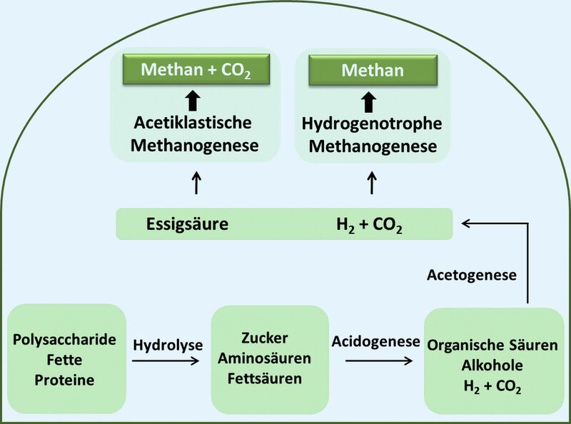 Abb. 3: Schematische Darstellung der mikrobiologischen Teilschritte einer Biogasanlage (Bild: Uni Bonn)