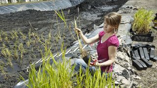 Abb. 1: Versuchsanlage zur Sedimentkonditionierung. (Ausschnitt, Bild: A. Künzelmann/UFZ) (Archiv: Vogel Business Media)