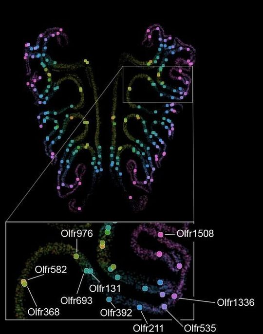 A map of the thousand types of smell receptors in the olfactory tissue of a mouse nose, labeled by a color gradient. The bottom inset shows the precise spatial positions of a tagged subset of receptors.(Source:  Datta Lab)