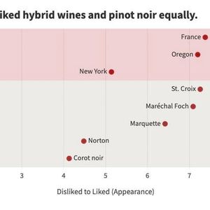 Participants liked hybrid wines and pinot noir equally(Source:  Laila Milevski/ Cornell University)