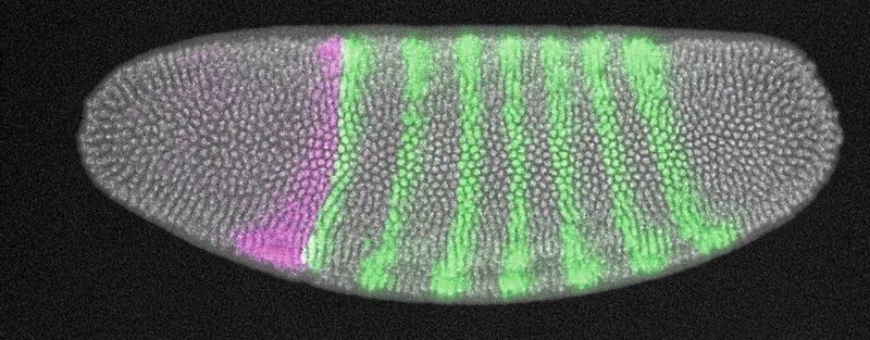 Embryo der Taufliege Drosophila melanogaster. Die Aktivität zweier Gene ist durch Fluoreszenzmikroskopie sichtbar gemacht: Wo grüne und violette Färbungen aufeinanderstoßen, führt die gemeinsame Aktivität der unterschiedlichen Gene im späteren Verlauf der Entwicklung zur Ausprägung einer Kopffurche.(Bild:  RIKEN / Yu-Chiun Wang)