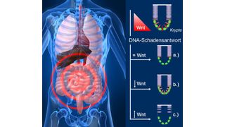 Das Überleben von Stammzellen im Darm wird bei DNA-Schäden von der Wnt-Aktivität geregelt - sie überleben nur am Rand der Krypte und bei geringer Wnt-Aktivität. Die Wnt-Aktivierung verstärkt das Absterben; die Hemmung fördert dagegen das Überleben geschädigter Stammzellen. (Grafik: K. Wagner / FLI; © Sebastian Kaulitzki / panthermedia.net)