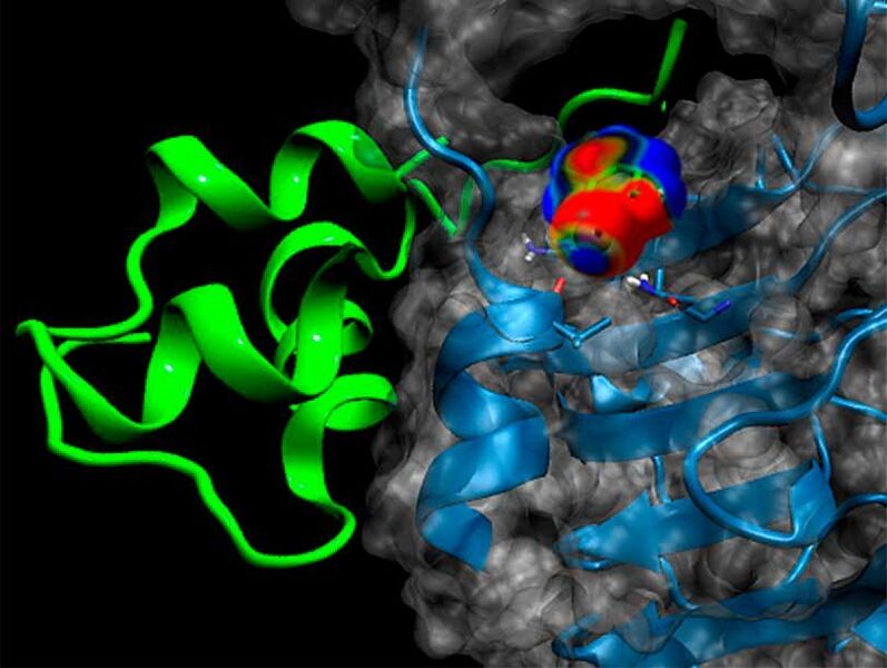Bindung des Insulin-Analogons (grün) an seinen Rezeptor (hellblau). Die Oberfläche des Rezeptors ist in transparentem grau dargestellt. (© Universität Basel, Departement Chemie)