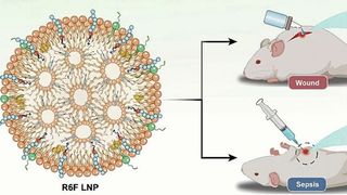 Forscher aus China haben fluorierte Lipopeptide als hochwirksame Antibiotika getestet. (Bild: Wiley-VCH, Angewandte Chemie; https://doi.org/10.1002/ange.202403140)