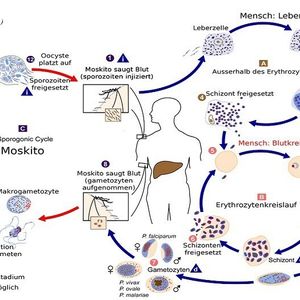 Der komplexe Lebenszyklus des Malaria-Erregers. Am Anfang und am Ende steht die Anopheles-Mücke. Im menschlichen Wirt beginnt die Vermehrung in der Leber.