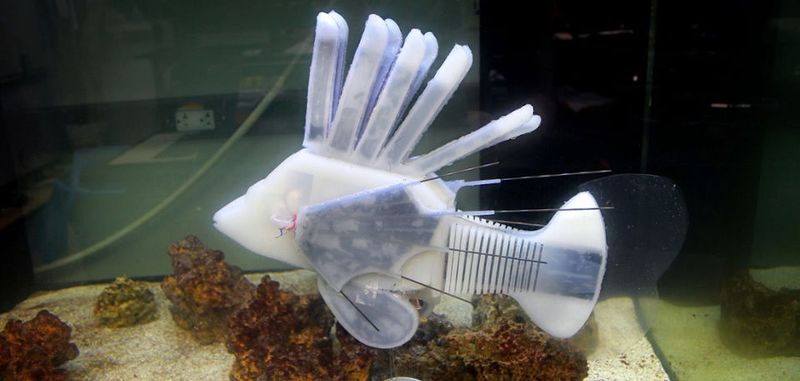 Robo-Fisch: Der Softrobot verfügt über ein künstliches Gefäßsystem, in welchem zusammengeschaltete Redox-Flow-Batterien die integrierte Elektronik mit Energie versorgen. Somit kann der an der Cornell University entwickelte künstliche Rotfeuerfisch schwimmen, ohne Kabel oder eine starre Stromversorgung zu benötigen. Robo-Fisch: Der Softrobot verfügt über ein künstliches Gefäßsystem, in welchem zusammengeschaltete Redox-Flow-Batterien die integrierte Elektronik mit Energie versorgen. Somit kann der an der Cornell University entwickelte künstliche Rotfeuerfisch schwimmen, ohne Kabel oder eine starre Stromversorgung zu benötigen.