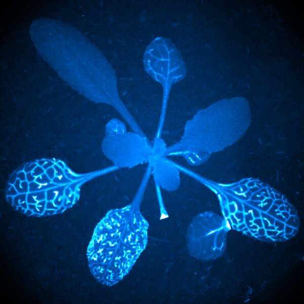 So sagen Pflanzen „Aua“   Pandora lässt grüßen: Die obige Aufnahme erinnert an die bioluminiszente Flora aus James Camerons Film „Avatar“. Tatsächlich handelt es sich um die Fluoreszenzaufnahme einer Ackerschmalwand. Zu sehen sind die blau fluoreszierenden Kalziumwellen, die die Pflanze als Reaktion auf ein abgeschnittenes Blatt durch ihre Stängel und Blätter schickt. Es ist wie ein stiller Schmerzensschrei. Wie Forscher des englischen des John Innes Centre nun herausgefunden haben, ist die Kalziumwelle tatsächlich ihrerseits eine Reaktion auf die Freisetzung der Aminosäure Glutamat, die u. a. durch Verletzungen der Pflanze hervorgerufen wird.  Hier gehts zur Originalmeldung Wissenschaftsbild des Tages vom 3.11.2022  (Annalisa Bellandi)