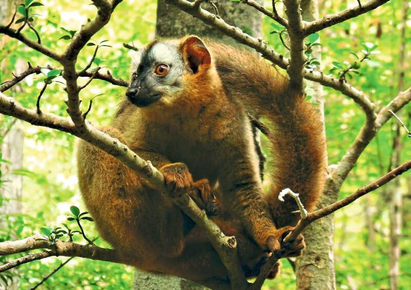 Ein junger weiblicher Rotstirnmaki im Kirindy-Wald auf Madagaskar (Louise Peckre/Deutsches Primatenzentrum)