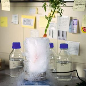 Für die Herstellung des Karottenextrakts werden die Karotten im Labor zunächst schockgefroren und anschließend gefriergetrocknet, um die  Flüssigkeit schonend  zu entziehen.(Bild:  Ralf Weiskopf)