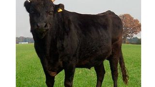 A Japanese Black Tajima beef sire produced in Hyogo Prefecture (world-renowned Kobe beef is produced from Tajima beef cattle).  (Source: Osaka Metropolitan University and Hyogo Prefecture)