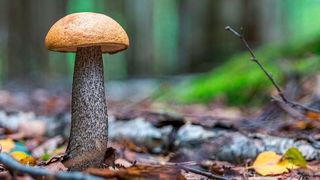 Bestimmte Waldpilz-Arten sind in einigen Gegenden Deutschlands durch die Reaktorkatastrophe von Tschernobyl noch immer stark mit Cäsium-137 belastet. (Symbolbild) (gemeinfrei)