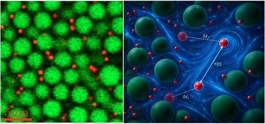 Forscher verstehen jetzt wesentlich besser, wann aus einer Suspension glasartige Materie wird. Hier sieht man eine sogenannten konfokalmikroskopische Aufnahme nebst künstlerischer Interpretation (rechts) wie rote Tracer-Partikel zwischen den grünen Glasbildnern schwimmen.(Bild:  HHU / M. Escobedo-Sánchez)