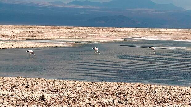 Die Gewinnung von Lithium führt zu erheblichen Wasserverlusten und schadet der Umwelt. Dem will PaNaBat entgegenwirken.(Bild:  Matías Hernández Farias)