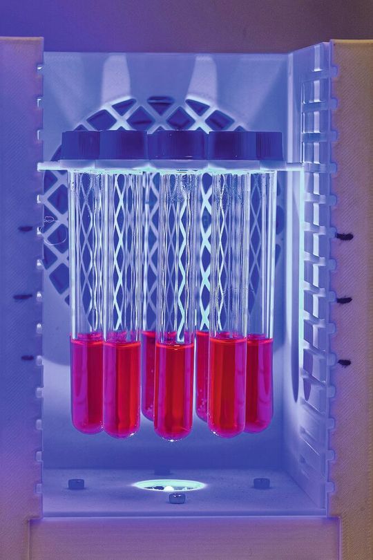 Katalyselösungen mit lumineszierendem Ruthenium-Farbstoff, die im Reaktor mit sichtbarem Licht bestrahlt werden.(Bild:  Elvira Eberhardt / Uni Ulm)