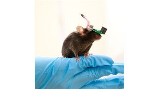 The miniature transducer for the transcranial ultrasound of a freely-moving mouse. (Kaist)