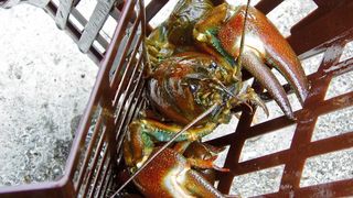 Allein in Schweden entstanden durch den Signalkrebs Schäden von 101,5 Millionen Euro.  (Haubrock/Senckenberg)