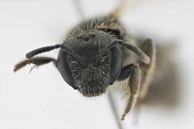Die Runzelwangige Schmalbiene  Für eine Studie haben Forscher Nachweise von insgesamt 40 bemerkenswerten Wildbienenarten für das Bundesland Niedersachsen zusammengetragen und veröffentlicht. Darunter waren sieben Erstnachweise. Einer davon: Lasioglossum puncticolle, die Runzelwangige Schmalbiene (s. Bild oben). Diese Bienenart kam bisher in Niedersachsen nicht vor.   Die Funde bilden eine wichtige Grundlage für die Aktualisierung der Roten Liste und der Konzeption und Umsetzung von praktischen Schutzmaßnahmen. Hier geht‘s zur Originalmeldung Wissenschaftsbild des Tages vom 2.6.2026  (Bild: J. Deierling/JKI)