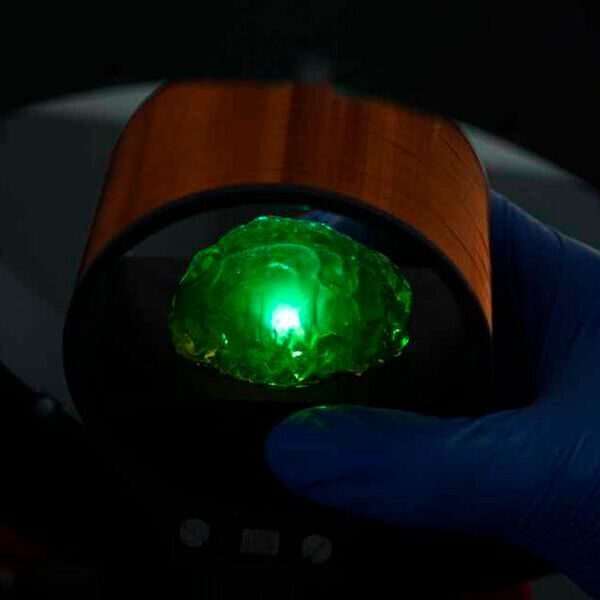 Eine drahtlose Lichtquelle beleuchtet eine transparente Hirnattrappe. Forscher haben jetzt eine OLED für medizinische Anwendungen entwickelt, die von Magnetfeldern gespeist wird.