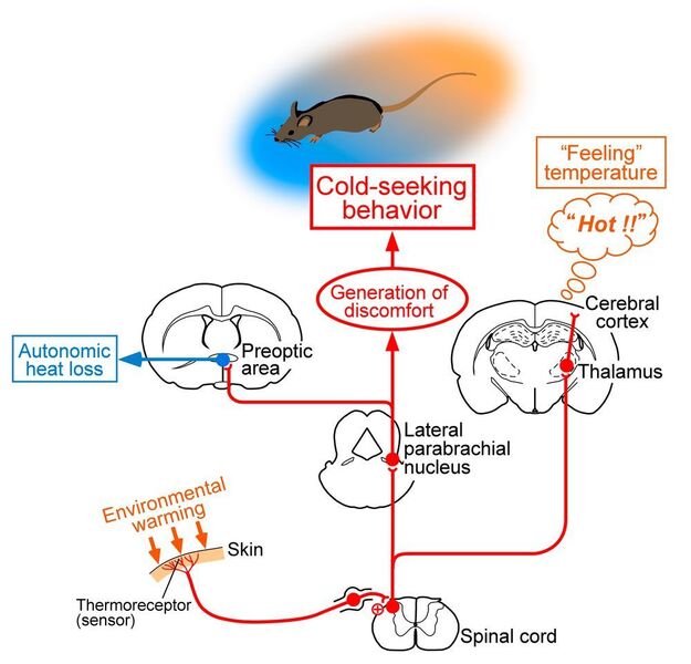 Environmental warmth is sensed by thermoreceptors in the skin and the thermosensory information is sent to the spinal cord.  When the information is relayed to the cerebral cortex through the thalamus, the hot temperature is perceived. But, this 