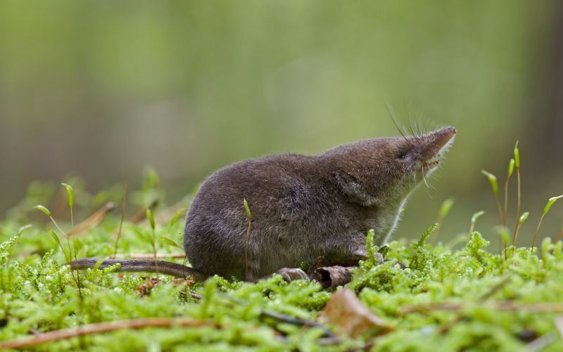Waldspitzmaus. Der Energiebedarf der winzigen Säuger ist so hoch, dass sie bereits nach wenigen Stunden ohne Nahrung verhungern. (© MPI f. Ornithologie/ J. Lazaro)