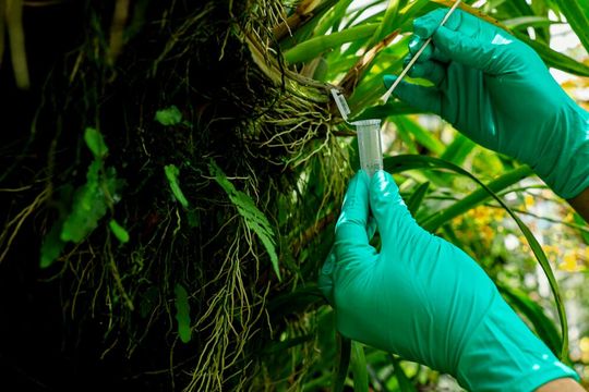 Abstrich eines Blattes zur Gewinnung von Wirbeltier-eDNA im Botanischen Garten Greifswald.(Bild:  HIOH / Andreas Sachse)