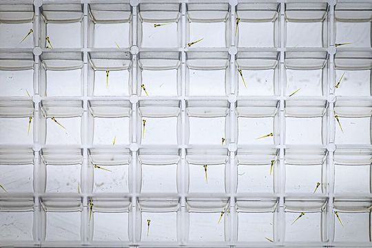 Um die Auswirkungen von Pflanzenschutzmitteln auf das Verhalten von Wasserorganismen zu testen, nutzten die Forscher:innen das Zebrafisch-Embryo-Modell. (Bild:  André Künzelmann / UFZ)