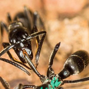 Eine Matabele-Ameise versorgt die Wunde einer Artgenossin, der im Kampf mit Termiten Beine abgebissen wurden.(Bild:  Erik Frank / Universität Würzburg)