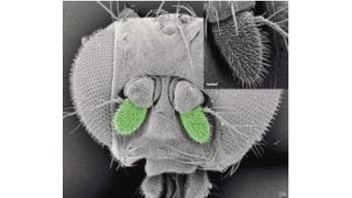 Die Geruchsrezeptoren der Fruchtfliege Drosophila melanogaster, Antennen grün hervorgehoben  (Bild: Max-Planck-Institut für chemische Ölologie)