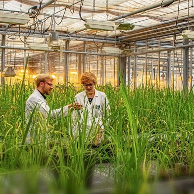 Forschende des KIT haben entschlüsselt, wie der gefährliche Reisbrandpilz das Immunsystem der Pflanze austrickst. (Bild: Maren Riemann, KIT)