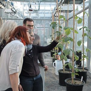 Abb. 1: Am Julius Kühn-Institut (JKI), Bundesforschungsinstitut für Kulturpflanzen in Quedlinburg versuchen einige Forscher, die DNA von Kulturpflanzen wie Soja per Genome Editing gezielt zu verändern, um die „Neue Züchtungstechnik“ und mögliche Risiken wissenschaftlich zu untersuchen.