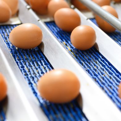 Förderanlage für Eier: Mit der klaren Trennung des Ultradur-Portfolios in Aqua Typen und dedizierte Food Contact Typen können Verarbeiter ihre Materialauswahl rechtssicher auf regulatorische Anforderungen für die jeweiligen Anwendungen ausrichten. (Bild: stock.adobe.com - herraez)