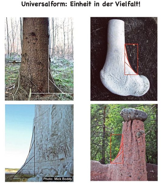 Abb.5 a: Die Zugdreiecke in der Natur (Bild: C. Mattheck)