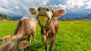 Bei der Verarbeitung von Kuhmilch fallen in der Lebensmittelindustrie große Mengen an Molke an. Sie dient als Rohstoff für die neue Technologie zur Kohlendioxid-Abscheidung. (Bild: Adobe Stock / www.dominikultes.de)