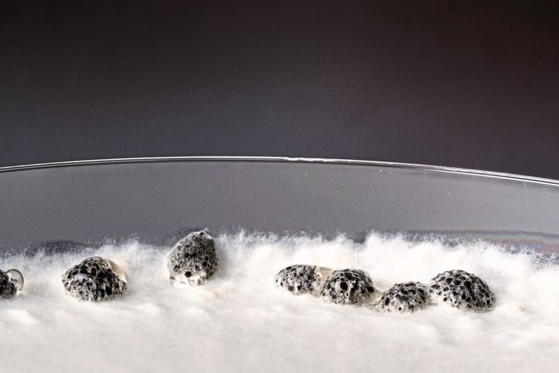 Wachstum des Pilzes Sclerotinia sclerotiorum auf einem Nährmedium: Sichtbar sind die verschiedenen Entwicklungsstadien des Erregers.  (Bild: Anna Schroll )