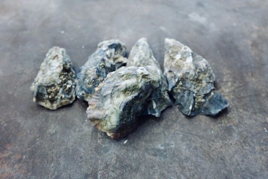 Austernschalen sind weltweit ein Abfallprodukt der Lebensmittelindustrie. Sie bestehen zum Großteil aus Claciumcarbonat, also Kalk. (Bild:  Hereon/Rabea Osol)