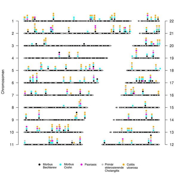 Die Abbildung zeigt insgesamt 170 Regionen der 22 Chromosomen (ohne Geschlechts-Chromosomen), welche für mindestens eine der fünf untersuchten Erkrankungen eine Rolle spielen. Jeder Erkrankung wurde eine Farbe zugeordnet. (Bild: David Ellinghaus)