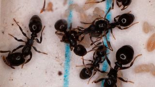 Kolonie der Sklavenhalter-Ameisenart Temnothorax americanus mit Temnothorax longispinosus Ameisen, die für sie die Brutpflege übernehmen müssen.  (Barbara Feldmeyer)