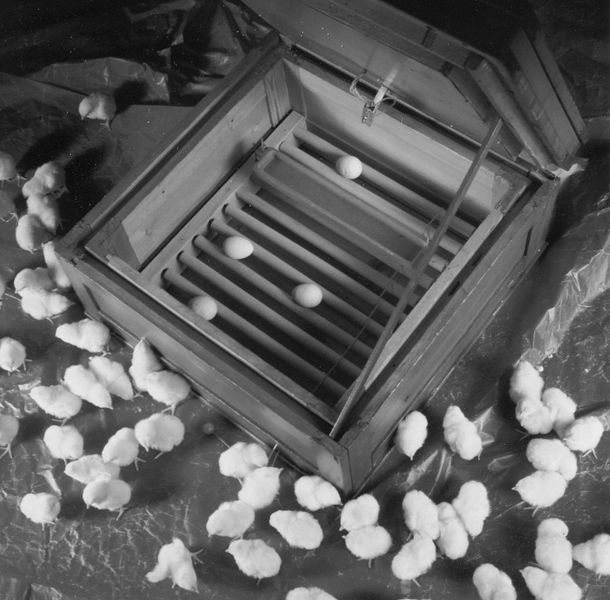 1946: Foundation of the company and development of thermal control systems for incubators. Due to the huge demand for poultry among the US occupation troops, Christian Bürkert’s mother asks her son to repair an incubator. From the wreckage of a crashed aircraft, he fabricates a sensitive bimetallic temperature controller that maintains a constant temperature to within 1/10°C. Based on this success and the huge demand, Christian Bürkert starts manufacturing incubators and heating panels in the cellar of his parents’ house. (Bürkert)