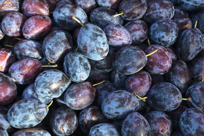 Pflaumen – 1,2&nbsp;% der Proben überschritten den Grenzwert für Pestizidrückstände (Bild: frei lizenziert)
