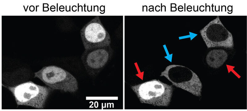 Mikroskopieaufnahmen von menschlichen, embryonalen Nierenzellen in Kultur. Diese Zellen wurden gentechnisch verändert und erzeugen ein leuchtendes Protein, das an das neue optogenetische Werkzeug (LOV2-NES-Hybrid) gekoppelt ist. Die mit einem blauen Laser beleuchteten Zellen (blaue Pfeile) zeigen einen effizienten Export des Proteins aus dem Zellkern heraus. In unbeleuchteten Zellen (rote Pfeile) bleibt das Protein hingegen im Zellkern. (Bild: Dominik Niopek)
