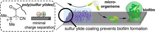 Poly(Schwefel-Ylide) haben einen besonders starken Antifouling-Effekt, weil ihre positiven und negativen Teilladungen dicht beieinander liegen.(Bild:  Berking et al., Wiley-VCH, Angewandte Chemie, https://doi.org/10.1002/anie.202308971)